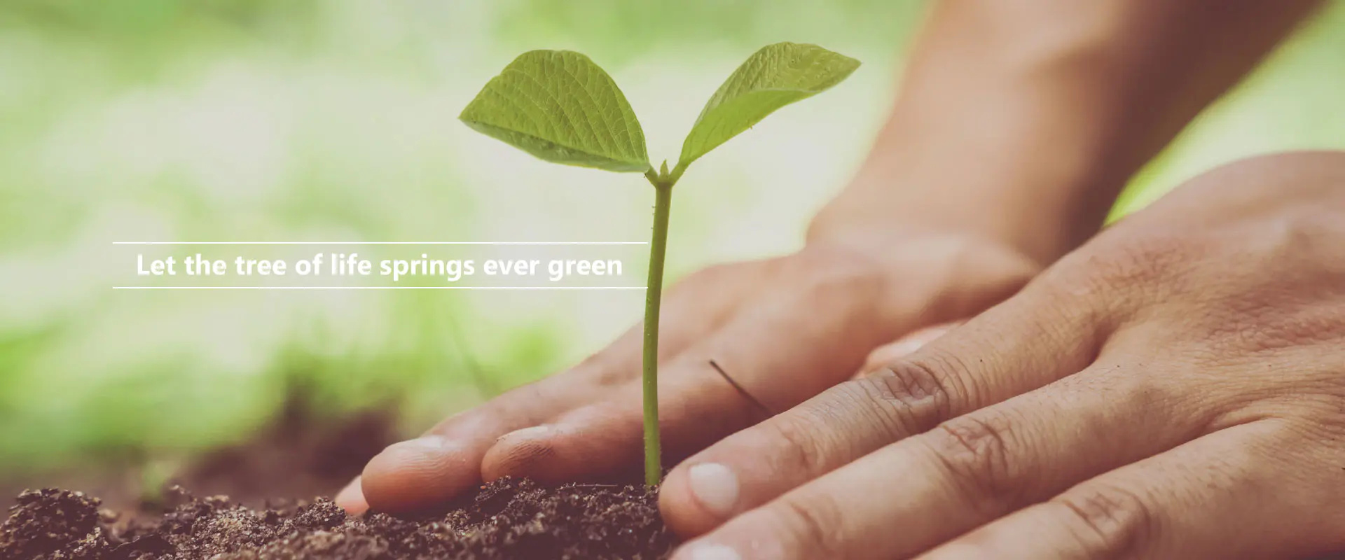 Αφήστε το δέντρο της ζωής να αναβεί πάντα πράσινο